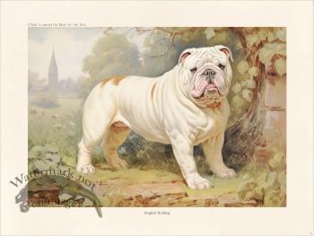 CFA Dog English Bulldog 03
